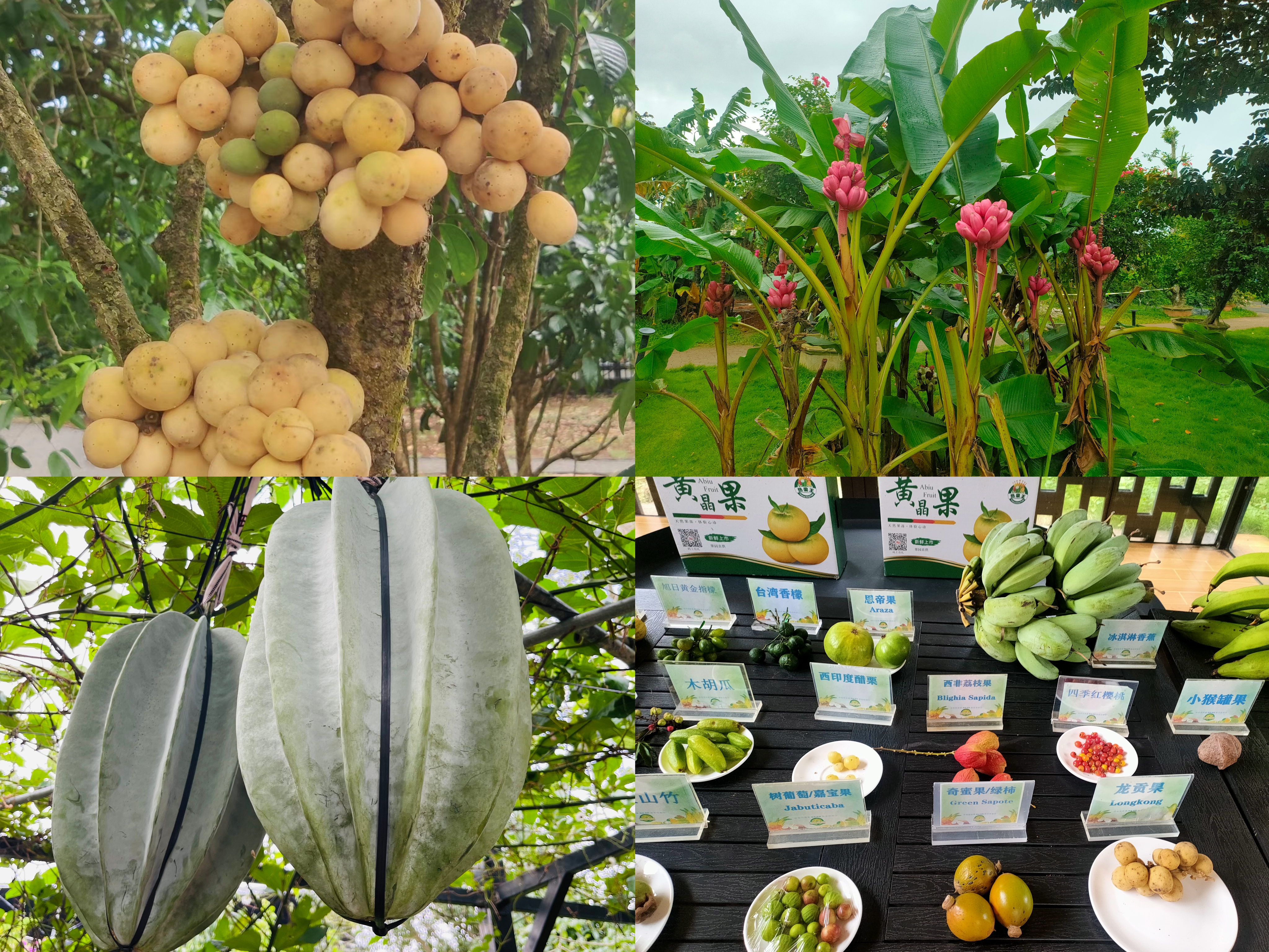 踏红色教育之旅,探乡村振兴之路 ——地理与环境科学学院工会走进琼海