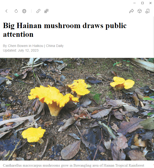 中国日报英文报:Big Hainan mushroom draws public attention