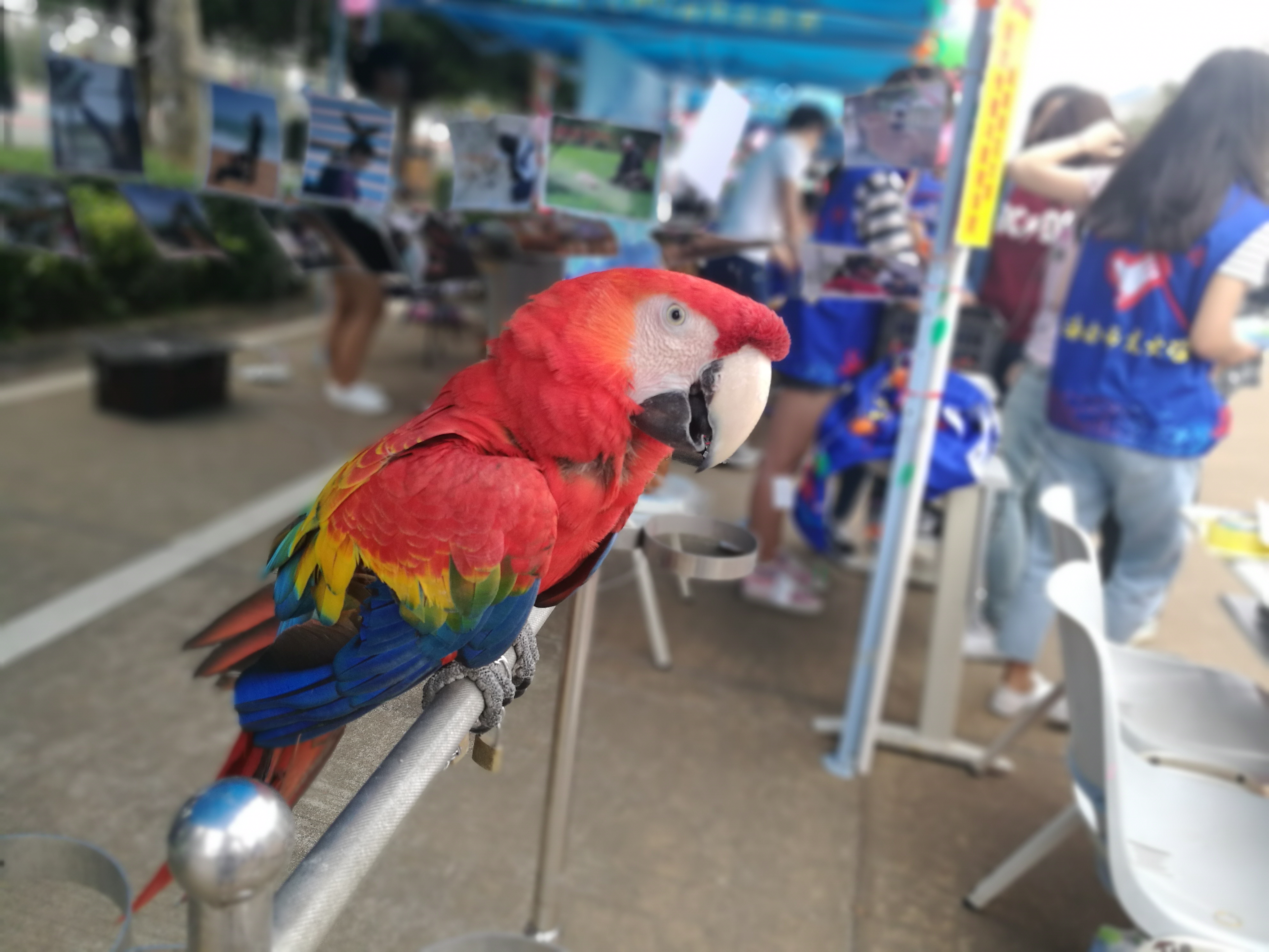 青年之声・记新闻传播与影视学院“保护动物”摄影展活动