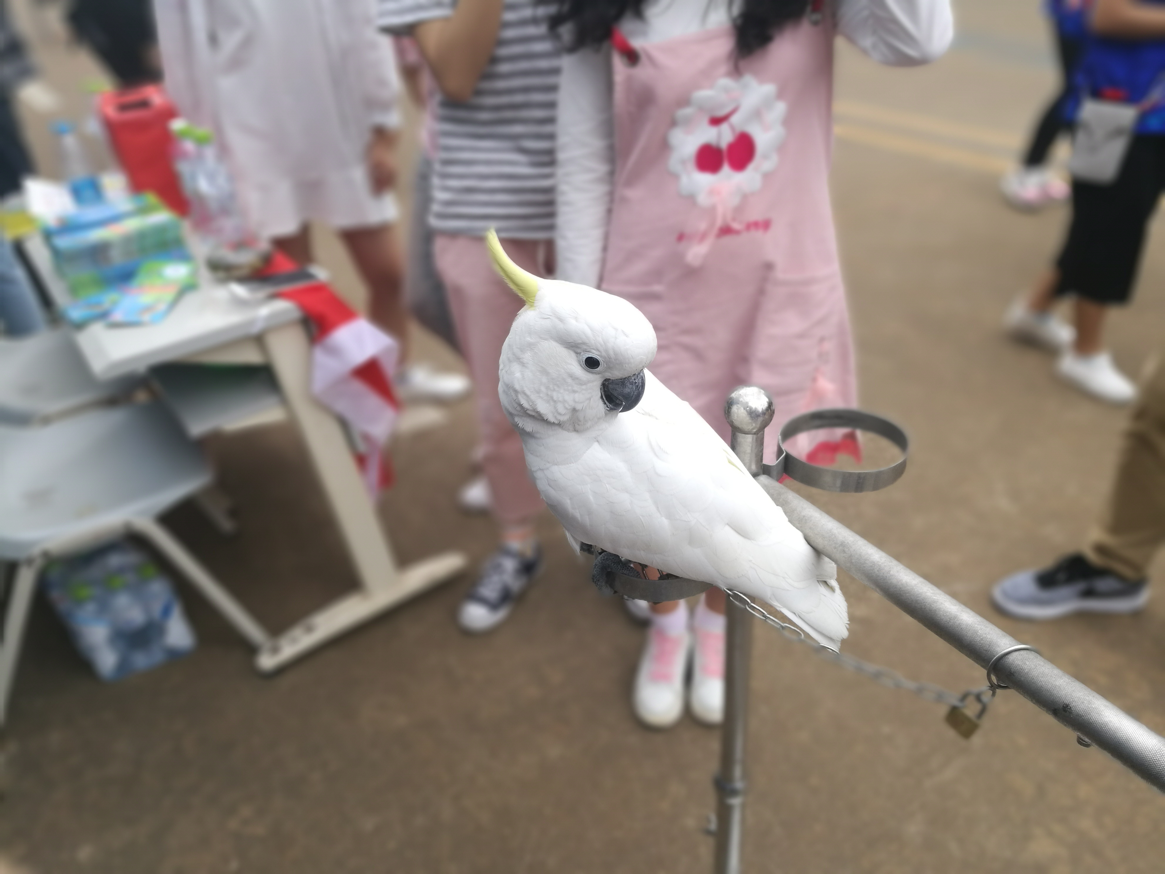 青年之声・记新闻传播与影视学院“保护动物”摄影展活动