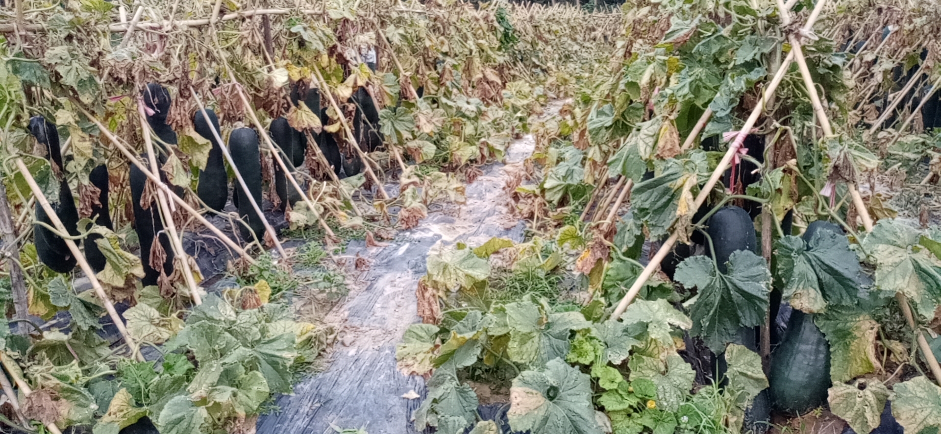 我校老党员陈宝珍爱心助农